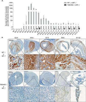 Tryptophan 2,3-Dioxygenase Expression Identified in Murine Decidual Stromal Cells Is Not Essential for Feto-Maternal Tolerance